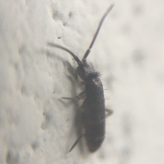 Tomocerus minor