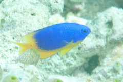 Pomacentrus caeruleus