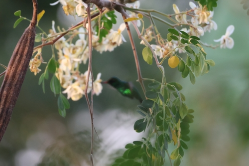 Golden-crowned Emerald (Cynanthus auriceps), photo 3