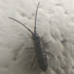Tomocerus minor