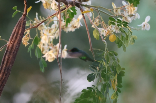 Golden-crowned Emerald (Cynanthus auriceps), photo 4