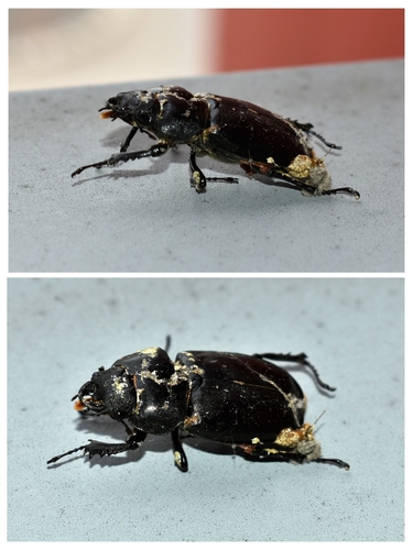 Lucanus cervus