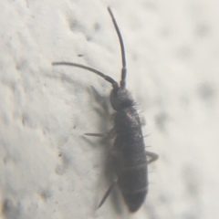 Tomocerus minor