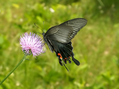 Papilio demetrius