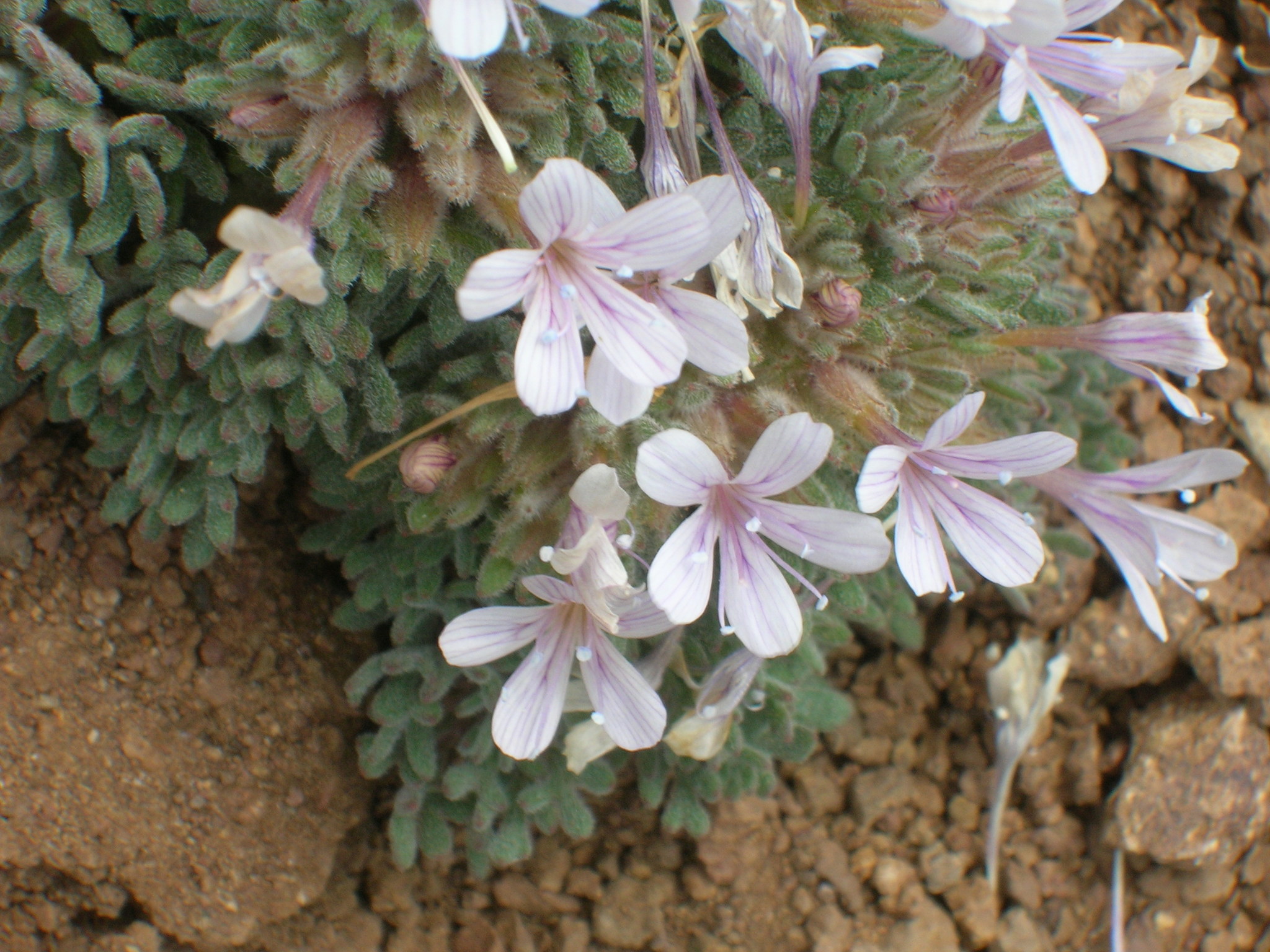 Collomia debilis var. trifida