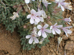 Collomia larsenii