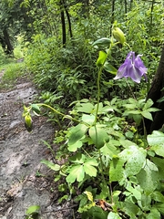 Aquilegia alpina