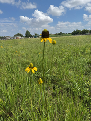 Rudbeckia texana, photograph author not stated, no rights reserved