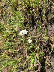 Plagiobothrys figuratus