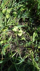 Valerianella vesicaria