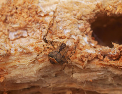 Australomimetus mendicus