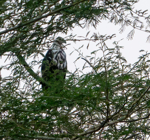 iNaturalist image
