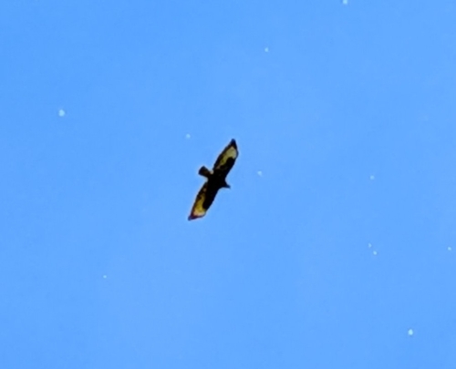 Common Buzzard