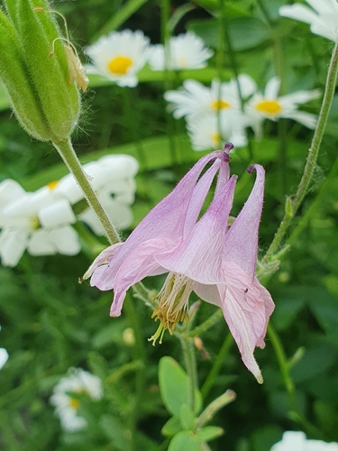 common columbine