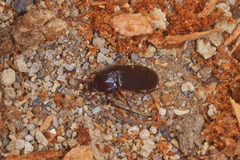 Uloma tenebrionoides