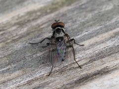 Anthomyia procellaris