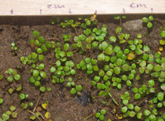 Hydrocotyle hydrophila