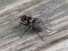 Anthomyia procellaris