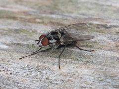 Anthomyia procellaris