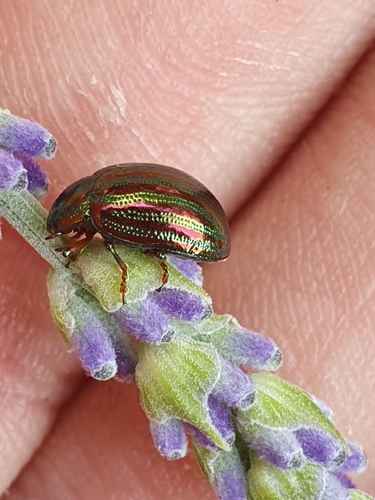 Rosemary Beetle