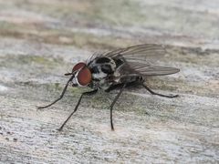 Anthomyia procellaris