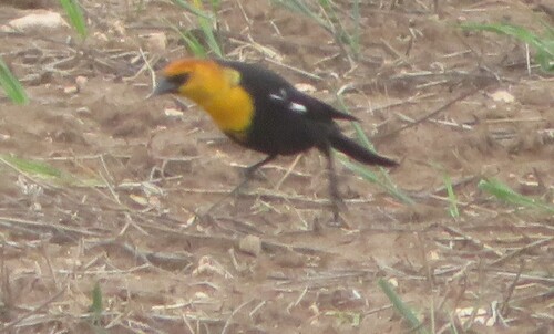 Yellow-headed Blackbird