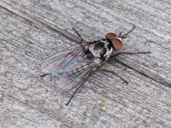 Anthomyia procellaris