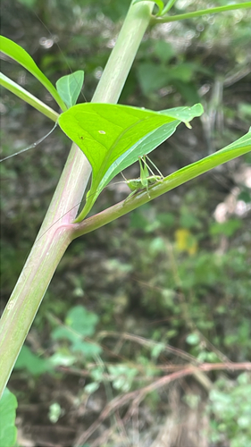 Featured image for “Katydids”