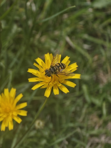 Yellow-haired Sun Fly