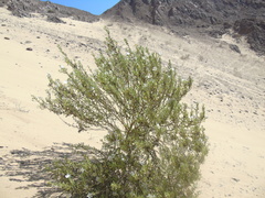 Cristaria integerrima integerrima