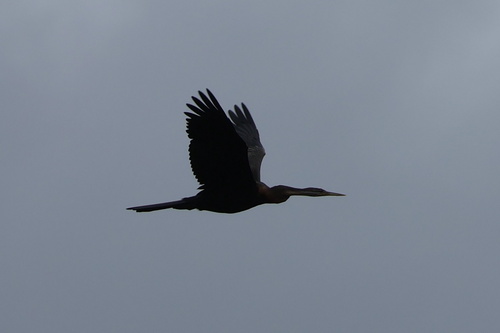 iNaturalist image