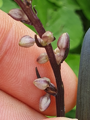 Black mondo grass
