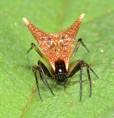 Micrathena yanomami
