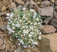 Collomia larsenii