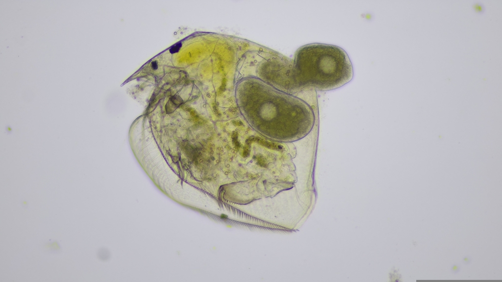 water flea