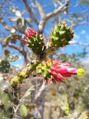 Opuntia inaperta