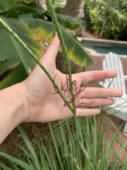 Tripsacum