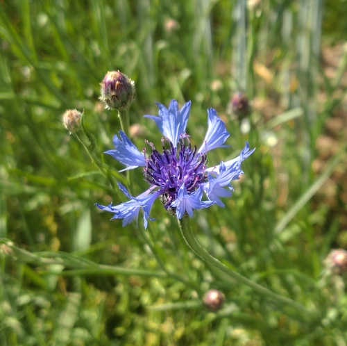 Cornflower