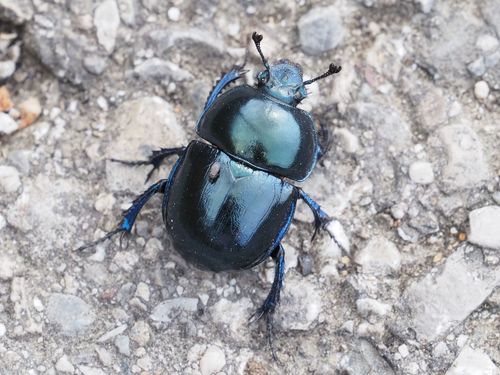Springtime Dung Beetle photo 4
