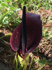 Arum palaestinum