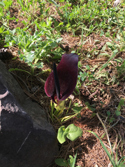 Arum palaestinum