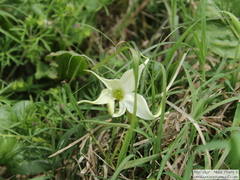 Jaborosa integrifolia