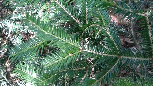 silver fir