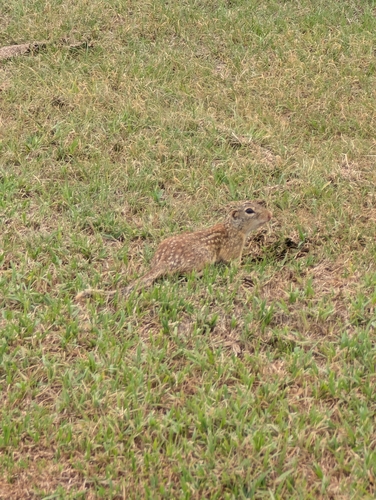 Rio Grande Ground Squirrel observed by bosqueaaron
