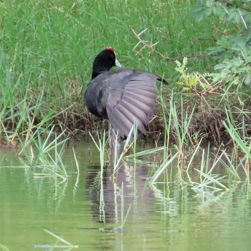 iNaturalist: (c) moxcalvitiumtorgos, some rights reserved (CC BY-NC), uploaded by moxcalvitiumtorgos iNaturalist image