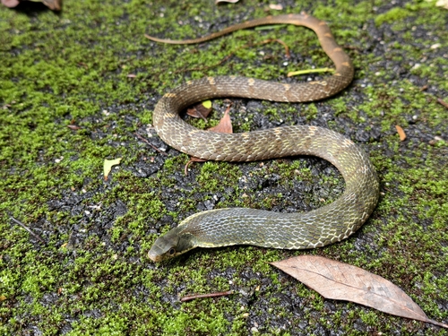 Chinese Bamboo Snake