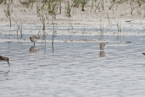 iNaturalist image