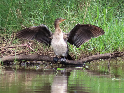 iNaturalist: (c) moxcalvitiumtorgos, some rights reserved (CC BY-NC), uploaded by moxcalvitiumtorgos iNaturalist image