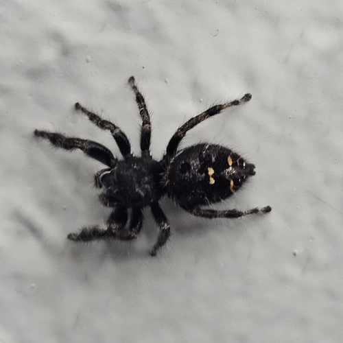 Bold Jumping Spider
