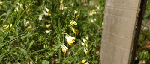 Common Cow-wheat